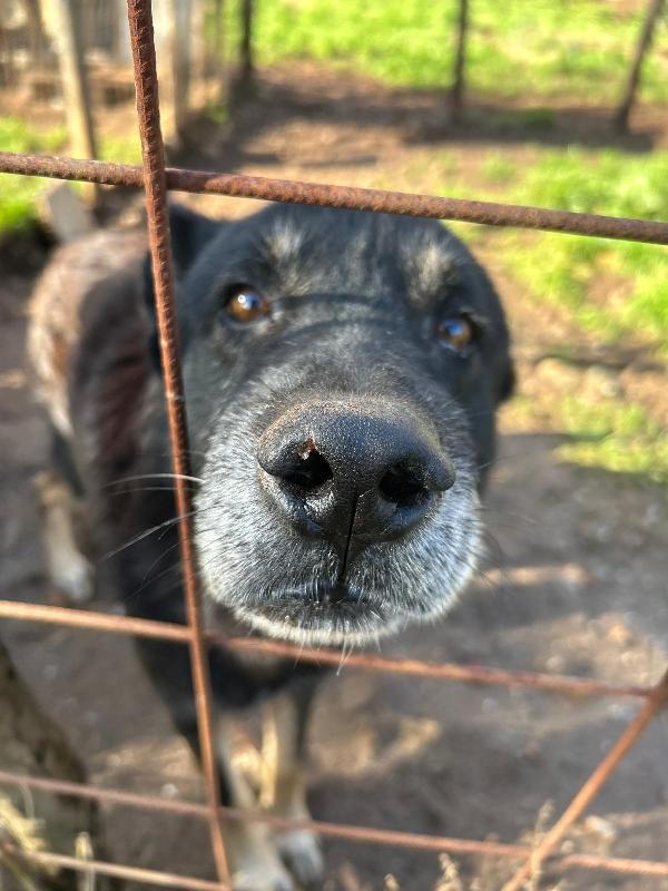 Lupo splendido cagnolone cerca famiglia  Foto 5