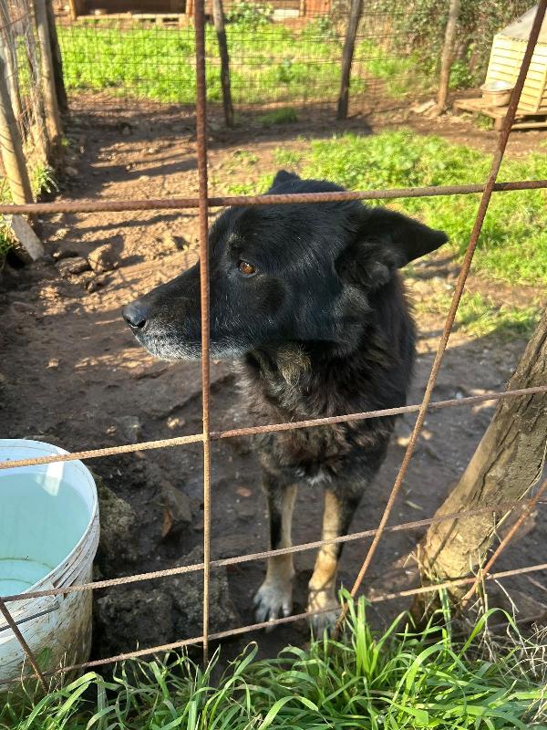 Lupo splendido cagnolone cerca famiglia  Foto 6