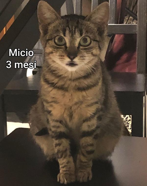 Gattini: Siamo Al Collasso!