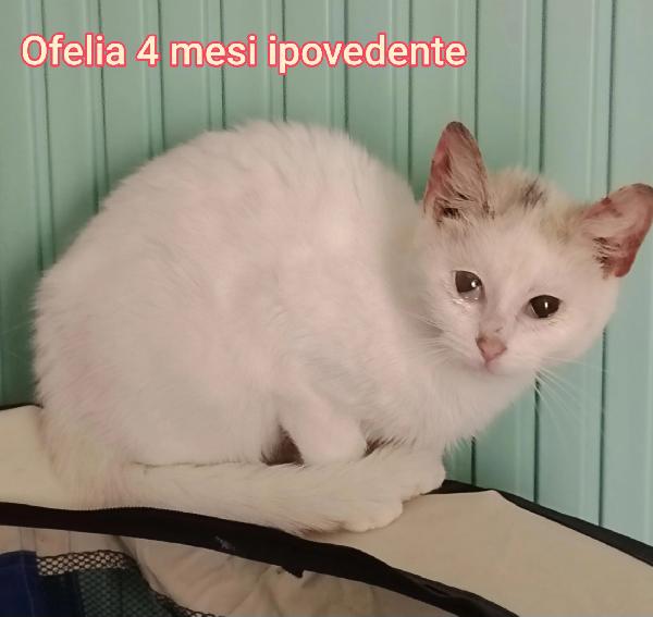 GATTINI: SIAMO AL COLLASSO! Foto 2