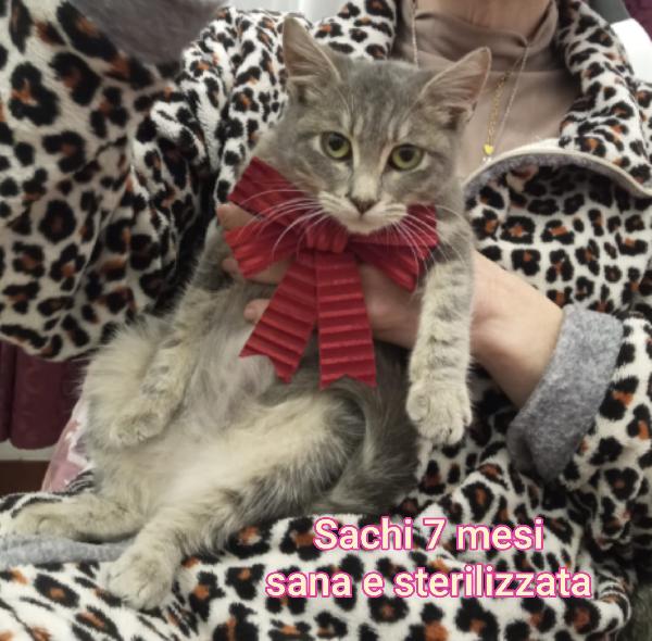 GATTINI: SIAMO AL COLLASSO! Foto 3