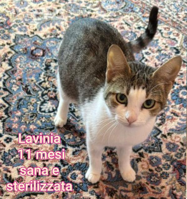 GATTINI: SIAMO AL COLLASSO! Foto 6