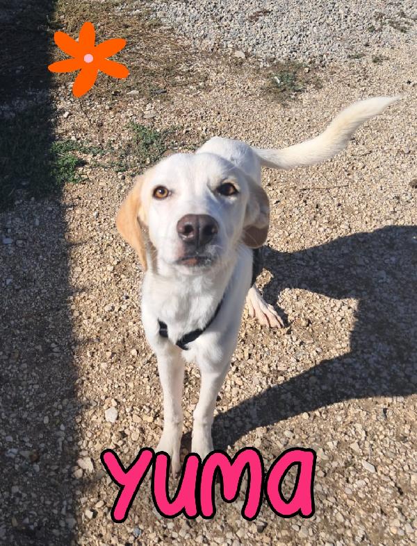 Yuma Mix Labrador 