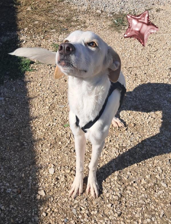 Yuma mix labrador  Foto 2