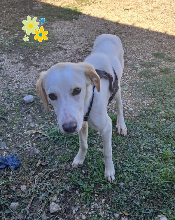 Yuma mix labrador  Foto 3