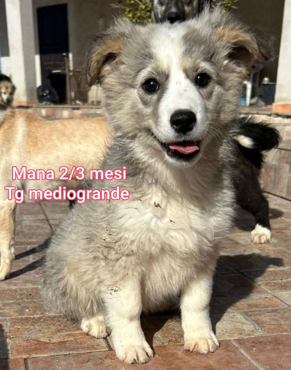 INVISIBILI CUCCIOLI, 2/3 MESI Foto 3