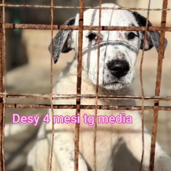 INVISIBILI CUCCIOLI, 2/3 MESI Foto 4