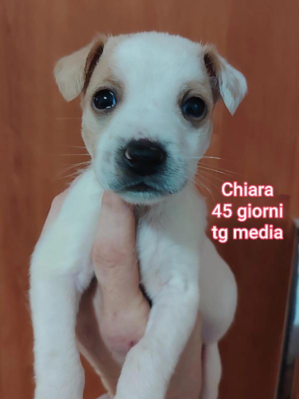 INVISIBILI CUCCIOLI, 2/3 MESI Foto 7