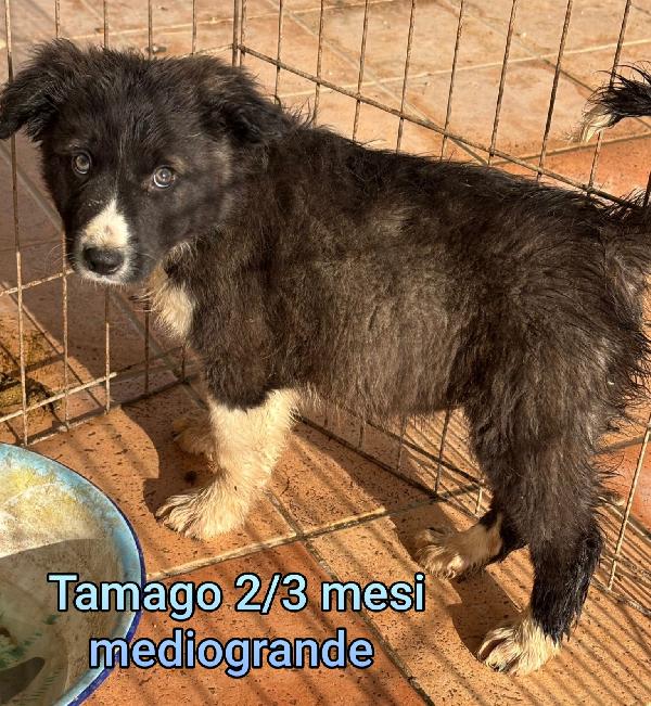 INVISIBILI CUCCIOLI, 2/3 MESI Foto 10