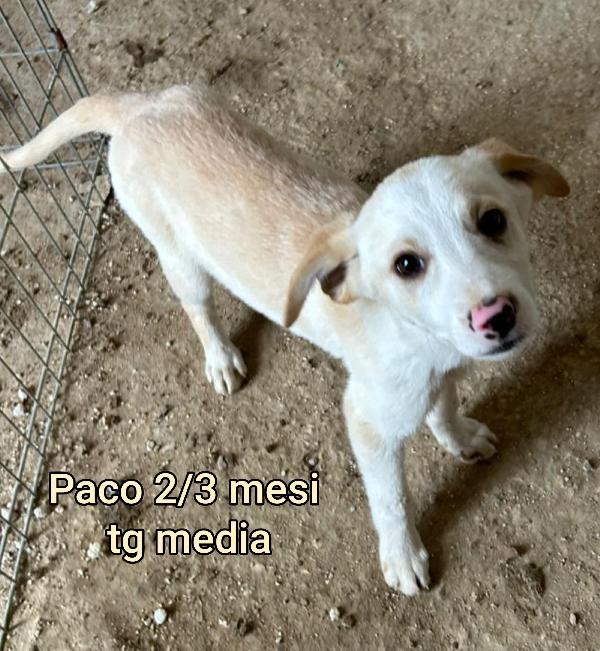 INVISIBILI CUCCIOLI, 2/3 MESI Foto 12