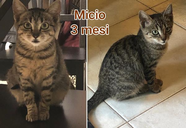 Telefona x salvare un micio  Foto 3