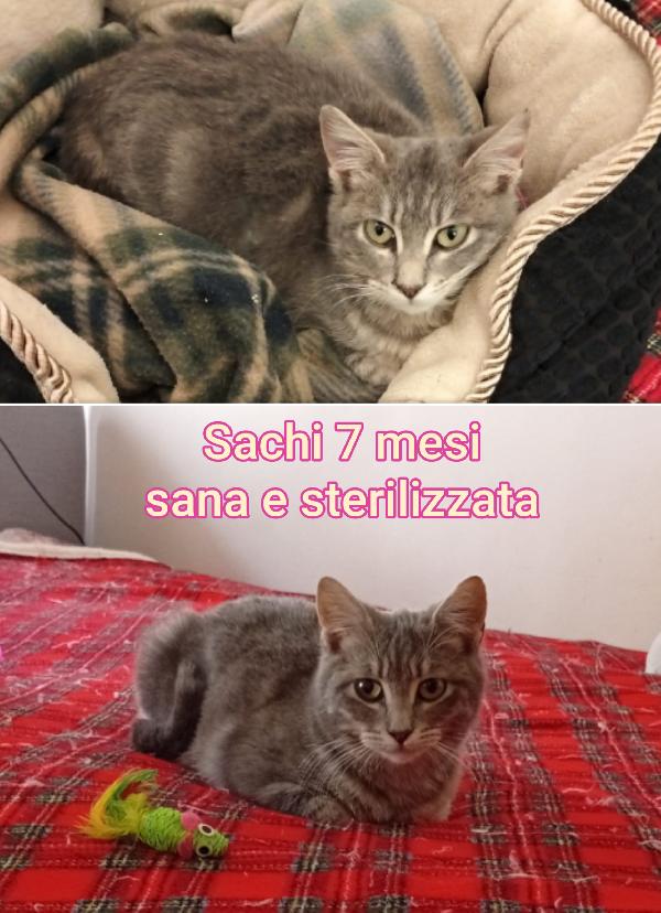 Telefona x salvare un micio  Foto 4