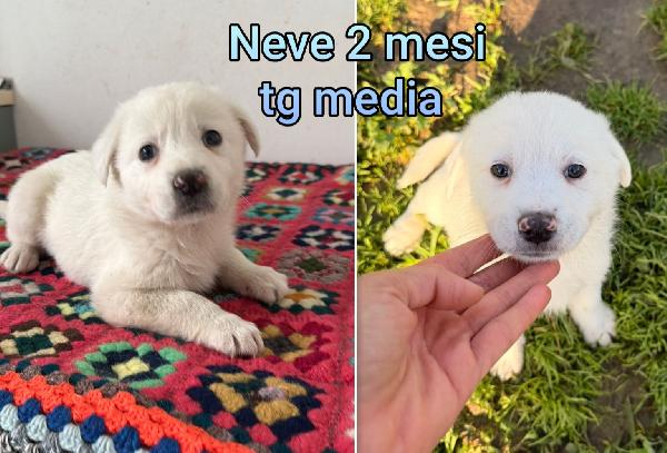 ADOTTATE QUESTI CUCCIOLI BISOGNOSI  Foto 3