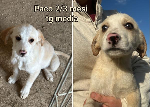 ADOTTATE QUESTI CUCCIOLI BISOGNOSI  Foto 5
