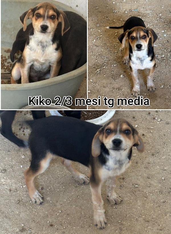 ADOTTATE QUESTI CUCCIOLI BISOGNOSI  Foto 6