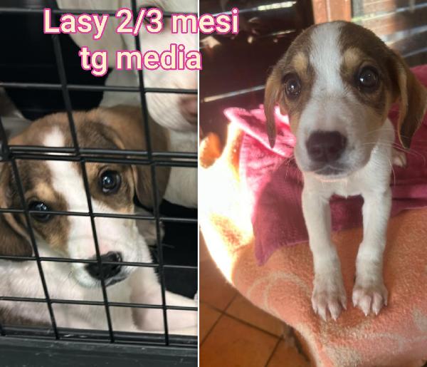 ADOTTATE QUESTI CUCCIOLI BISOGNOSI  Foto 7