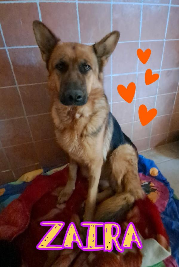 Zaira Femmina Pastore Tedesco 