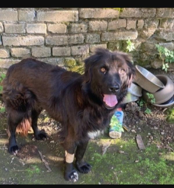 3Anni Nessuno Lo Ha Scelto..in 1Pessimo Canile 