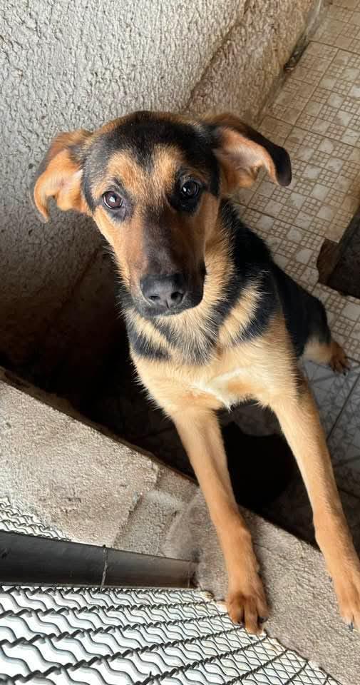 Una Mamma Per Attila