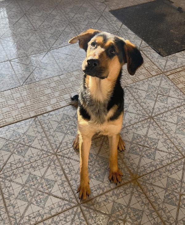 UNA MAMMA PER ATTILA Foto 2