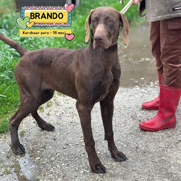 Brando - Kurzhaar Puro 16 Mesi Cerca Casa - In Adozione 