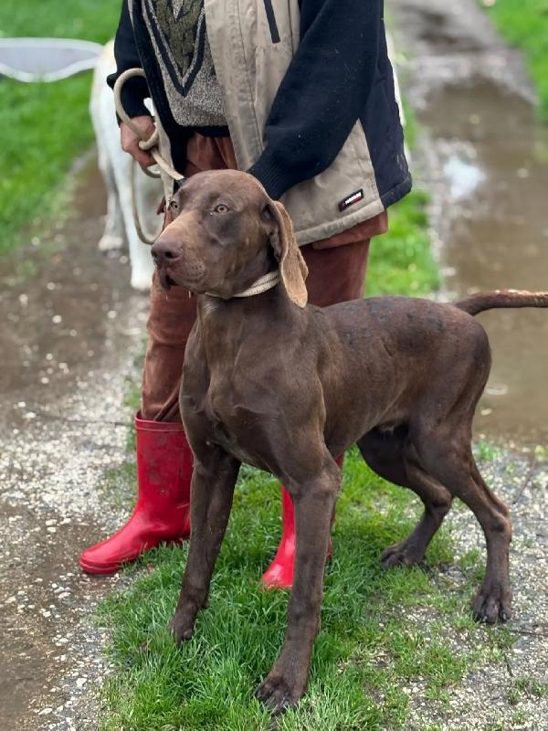 BRANDO - kurzhaar puro 16 mesi cerca casa - in adozione  Foto 2