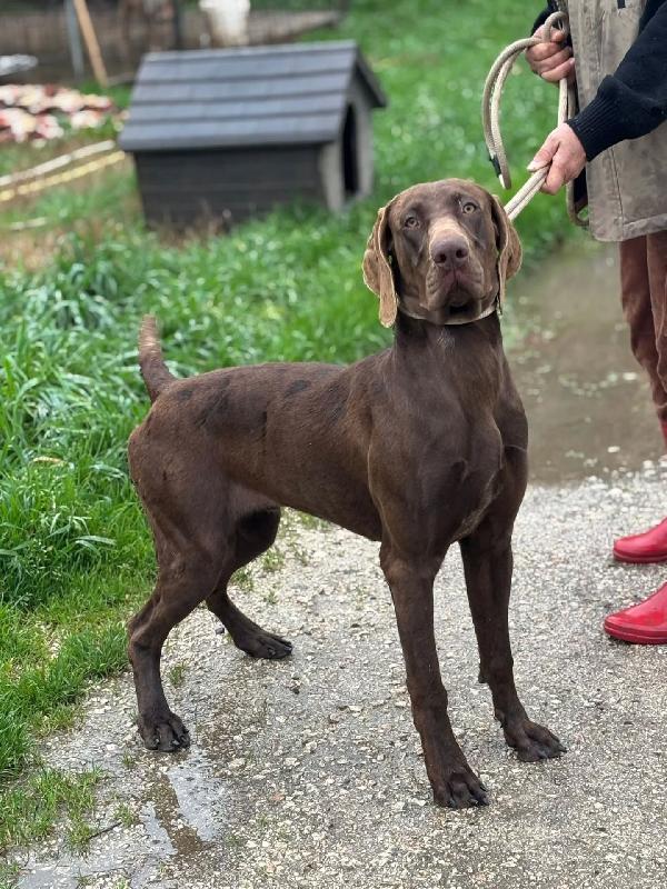 BRANDO - kurzhaar puro 16 mesi cerca casa - in adozione  Foto 3