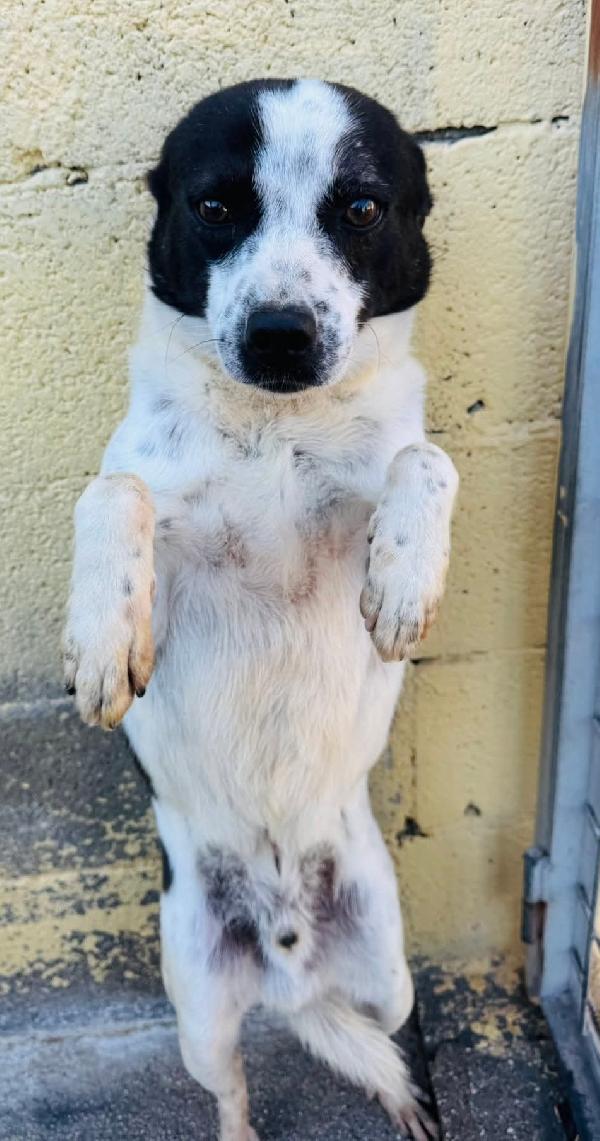 BILLY 5 ANNI 10 KG Foto 2