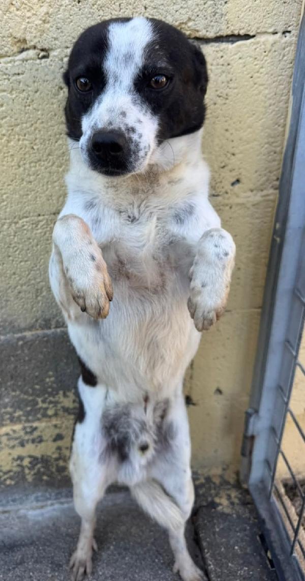 BILLY 5 ANNI 10 KG Foto 3