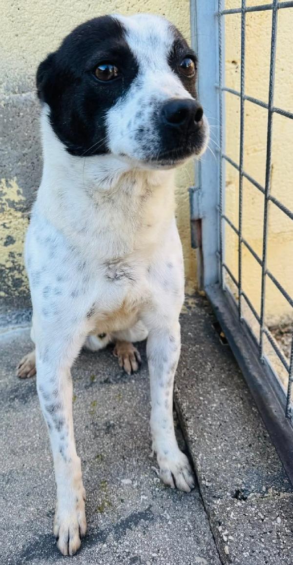 BILLY 5 ANNI 10 KG Foto 5