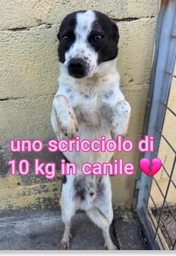 BILLY 5 ANNI 10 KG Foto 6