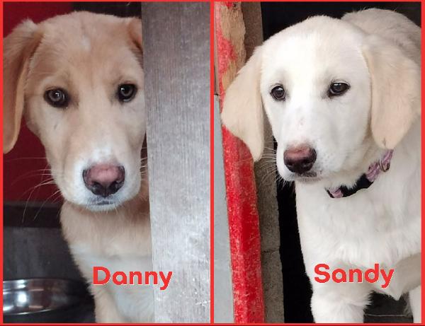 Sandy E Danny 4 Mesi E Mezzo Taglia Medio Abbondante Sono Uno Spettacolo Si Trovano A Fidenza Parma 