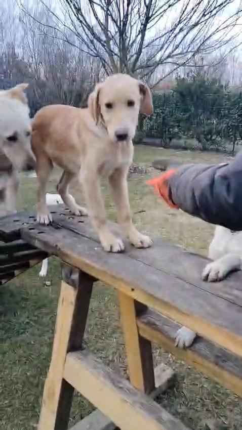 Sandy e Danny 4 mesi e mezzo taglia medio abbondante sono uno spettacolo si trovano a Fidenza Parma  Foto 2