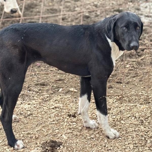 ATHENA 8 mesi cerca cerca - in adozione pastore dell'asia centrale Foto 2