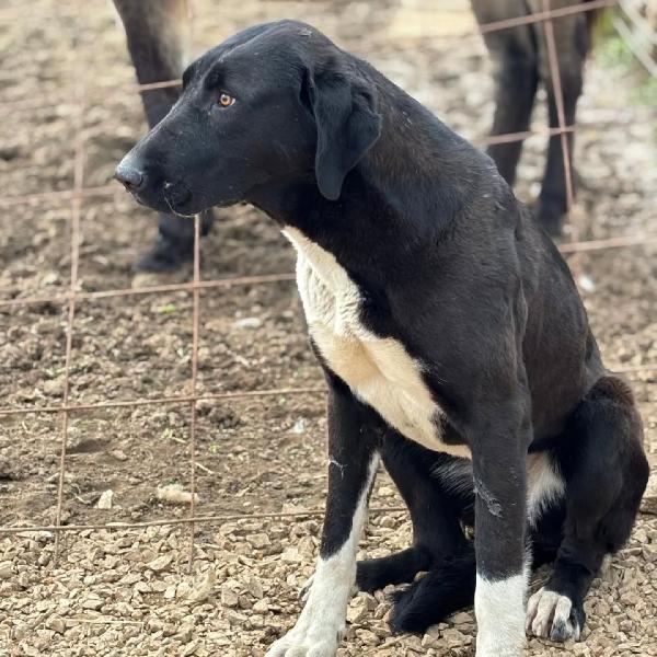 ATHENA 8 mesi cerca cerca - in adozione pastore dell'asia centrale Foto 3