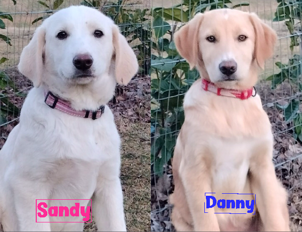 Sandy E Danny 4 Mesi E Mezzo Taglia Medio Abbondante Sono Uno Spettacolo Si Trovano A Fidenza Parma 