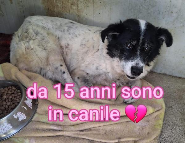 LILLA 15 ANNI 16 KG Foto 2