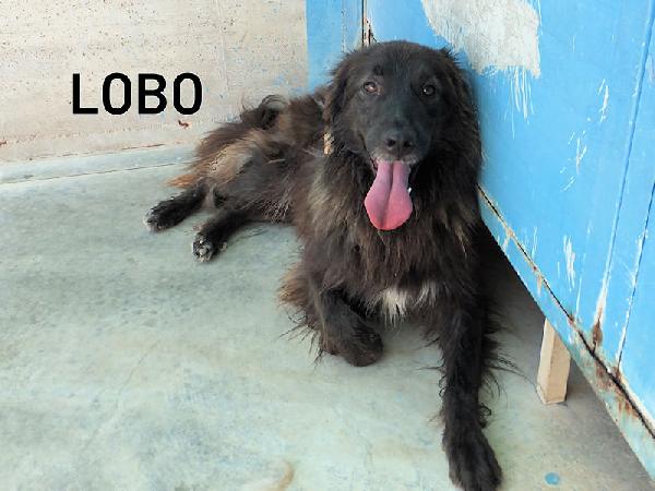 Lobo bellissimo (taglia mediogrande) Foto 2