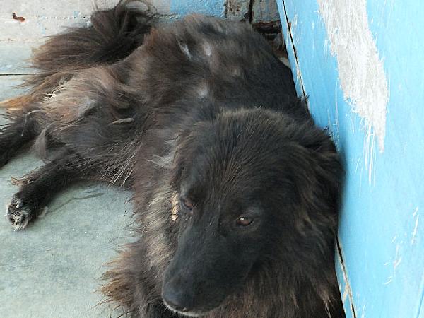 Lobo bellissimo (taglia mediogrande) Foto 4