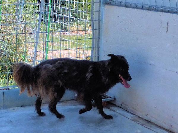 Lobo bellissimo (taglia mediogrande) Foto 5