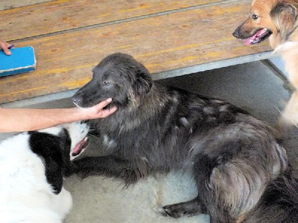 Lobo bellissimo (taglia mediogrande) Foto 6