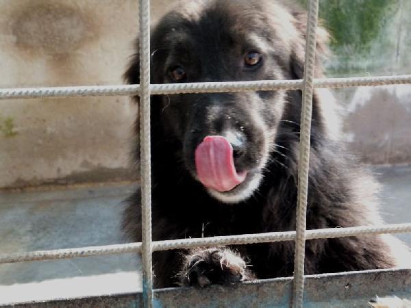 Lobo bellissimo (taglia mediogrande) Foto 7