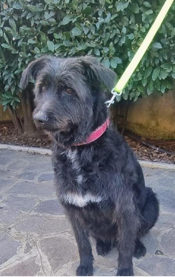 2Fratelli Mix Spinoni Adulti Salvati 4Anni Fa Da 1Lager.napoli