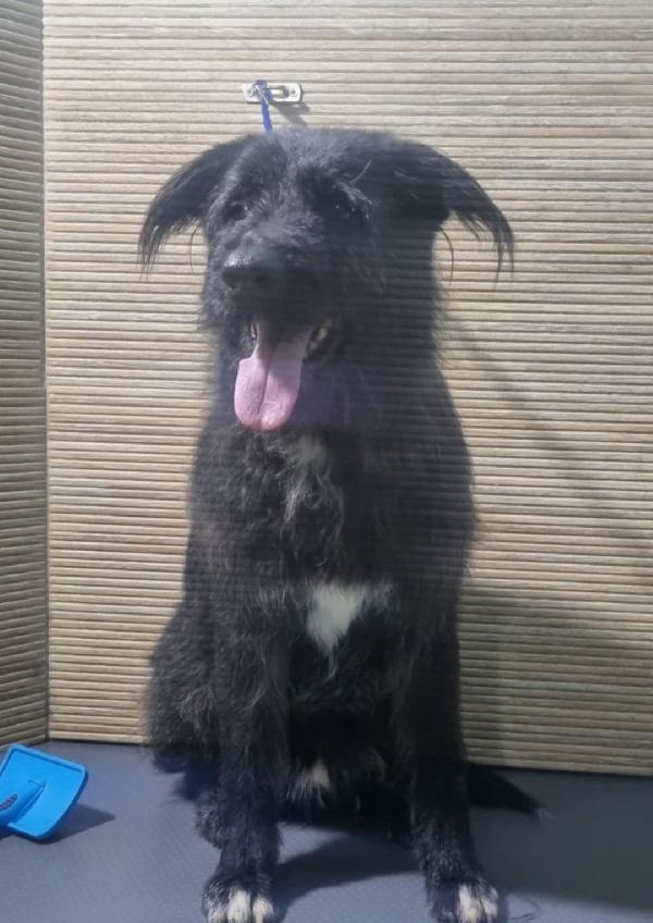 2fratelli mix Spinoni adulti salvati 4anni fa da 1lager.NAPOLI Foto 2