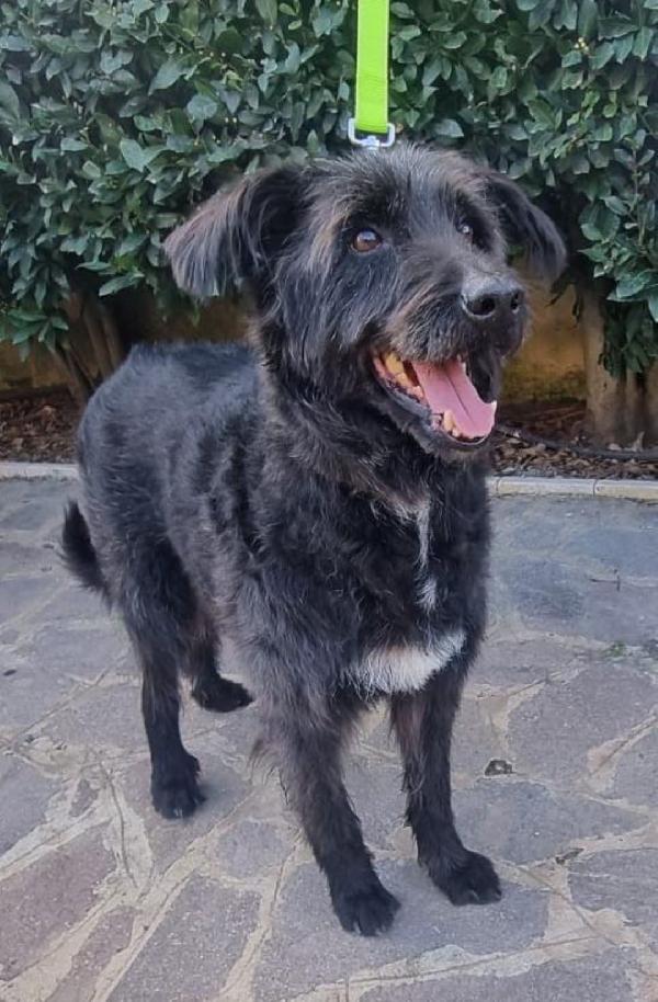 2fratelli mix Spinoni adulti salvati 4anni fa da 1lager.NAPOLI Foto 3