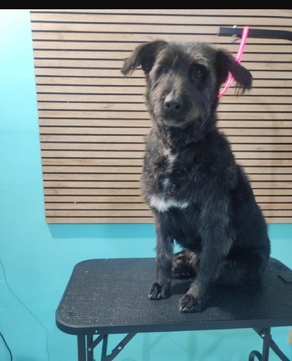 2fratelli mix Spinoni adulti salvati 4anni fa da 1lager.NAPOLI Foto 4