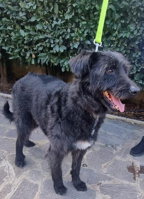 2fratelli mix Spinoni adulti salvati 4anni fa da 1lager.NAPOLI Foto 5