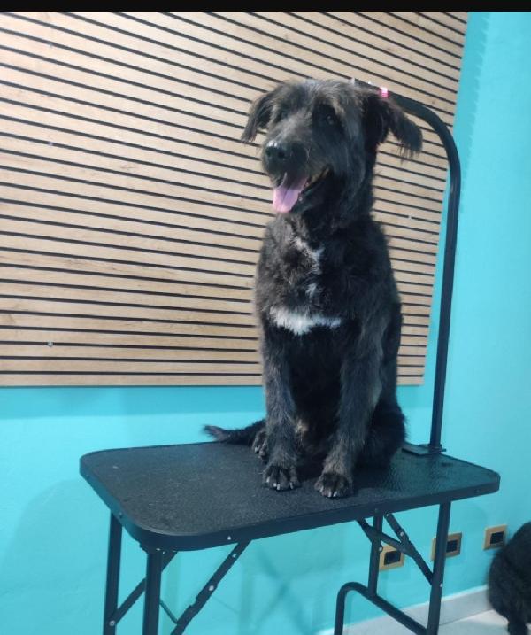 2fratelli mix Spinoni adulti salvati 4anni fa da 1lager.NAPOLI Foto 6