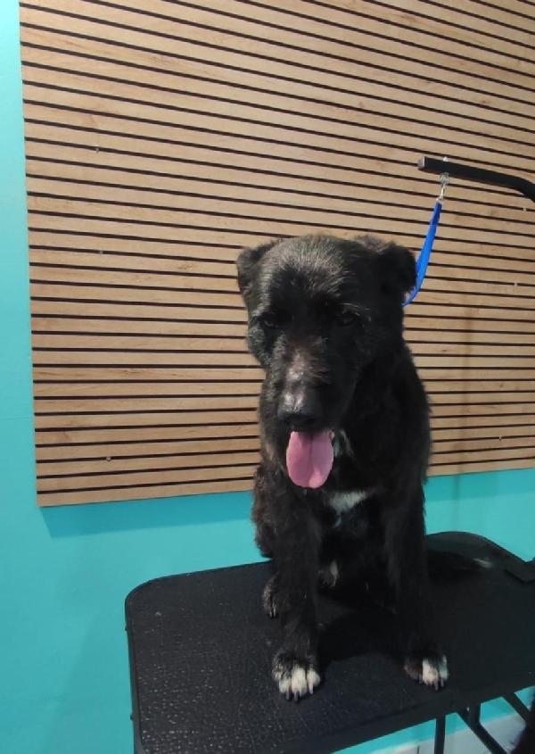 2fratelli mix Spinoni adulti salvati 4anni fa da 1lager.NAPOLI Foto 7