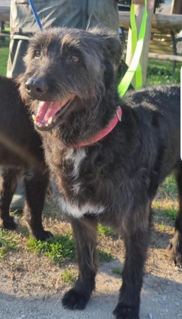 2fratelli mix Spinoni adulti salvati 4anni fa da 1lager.NAPOLI Foto 9